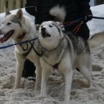 dog sled races