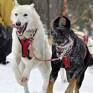 Visitors to Kearney Dog Sled Races