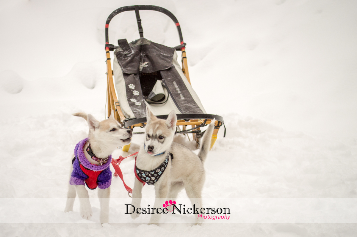 2015 Kearney Dog Sled Races by Desiree Nickerson Photography