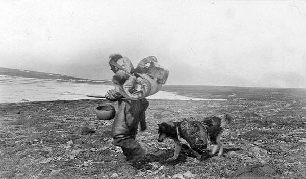 Maniguwan (i.e., Munnigorina, wife of Kohoktak) back-packing with a dog southwest to a fishing lake, Bernard Harbour, N.W.T. (Nunavut); July 1915
