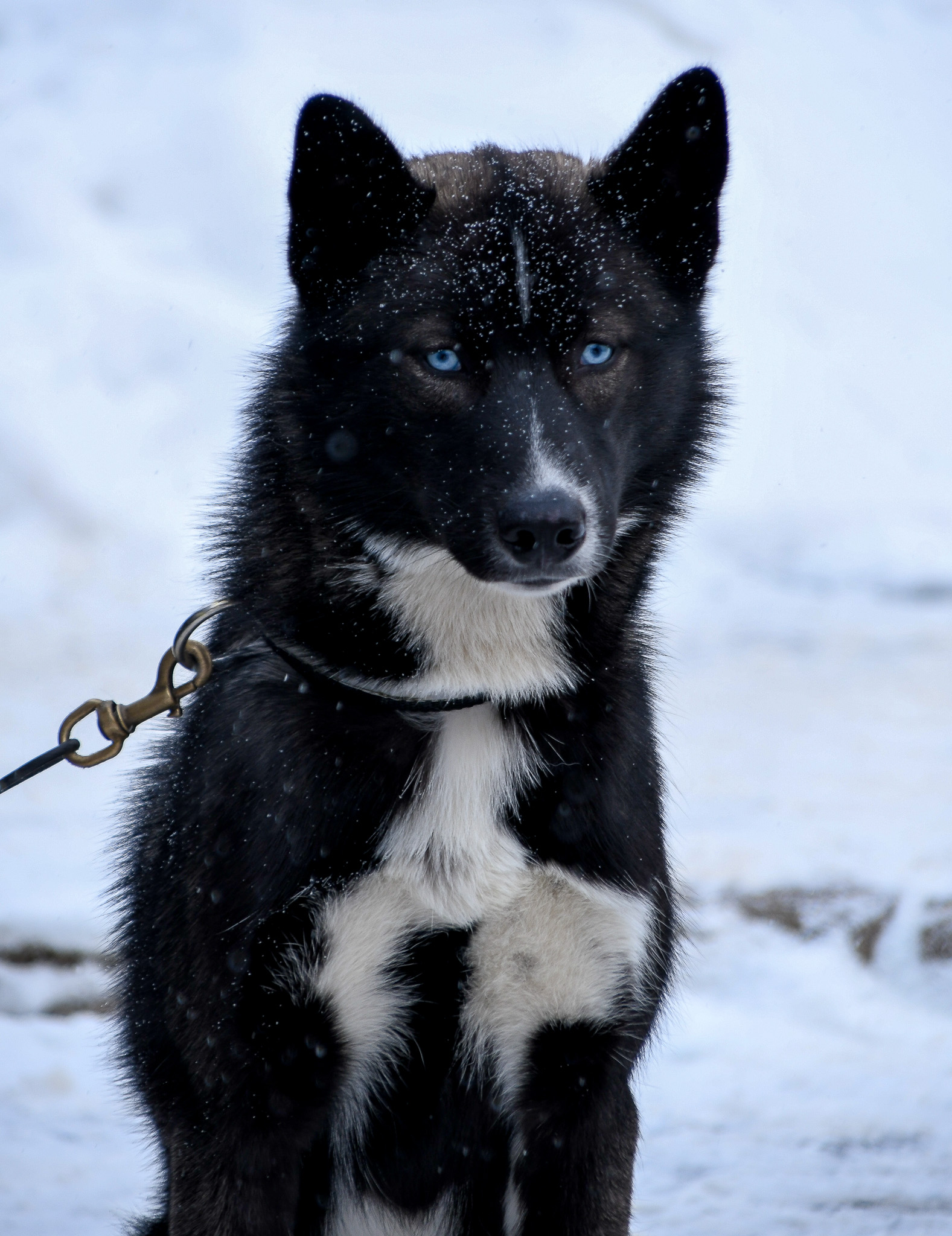 Alaskan Malamute, Canadian Eskimo Dogs, Greenland Dog, Samoyed, Siberian Husky, and Yakutian Laika run in "RNB" Categories 